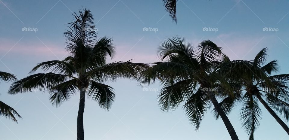 palm trees at sunset