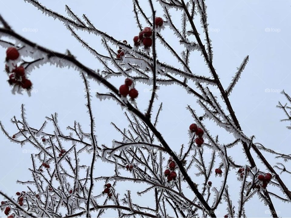 Ice covered tree branch