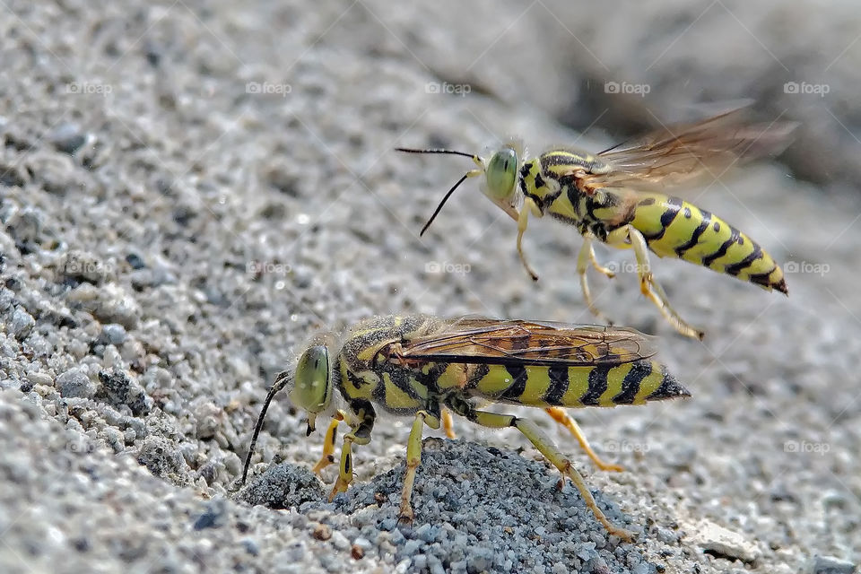 two sand wasps