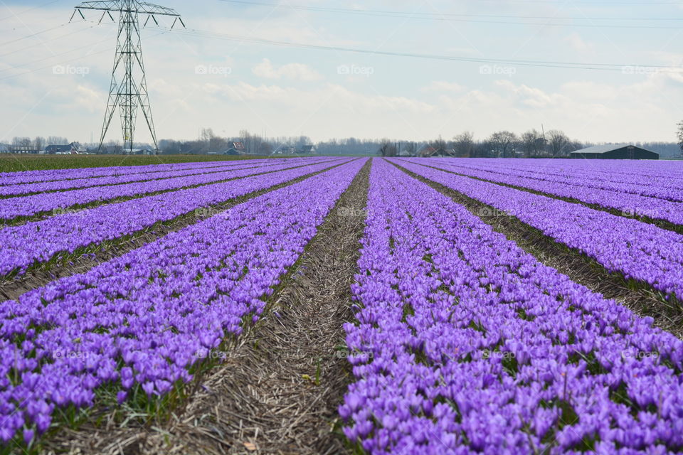 Field of crocuses