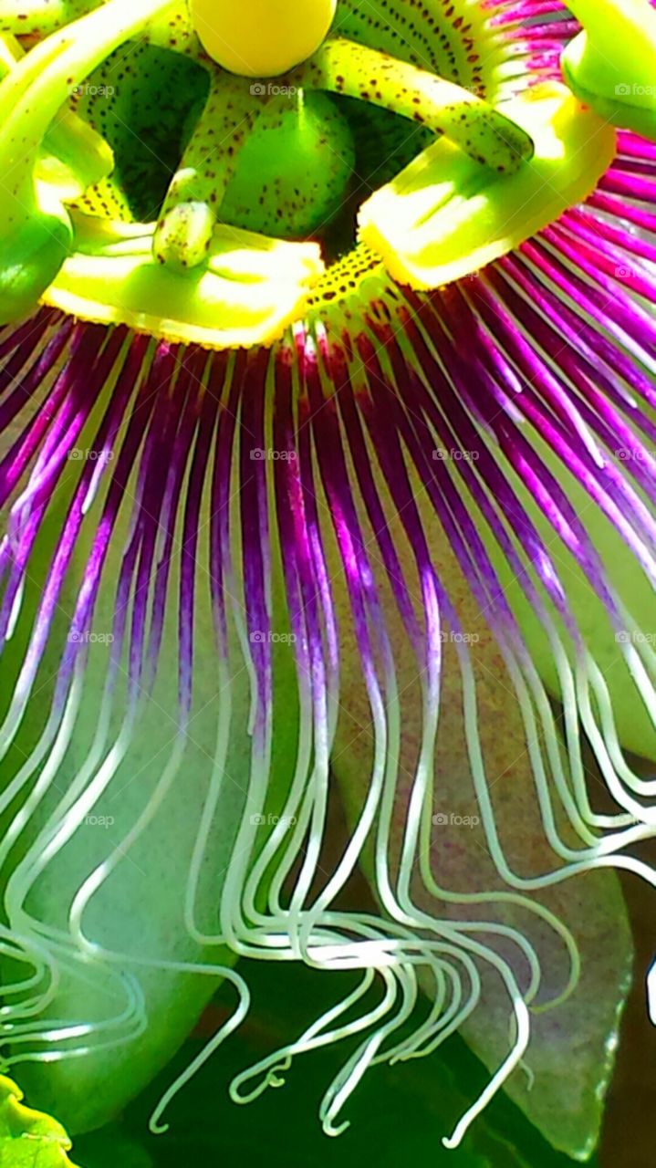 "Feathery Passion Flower"