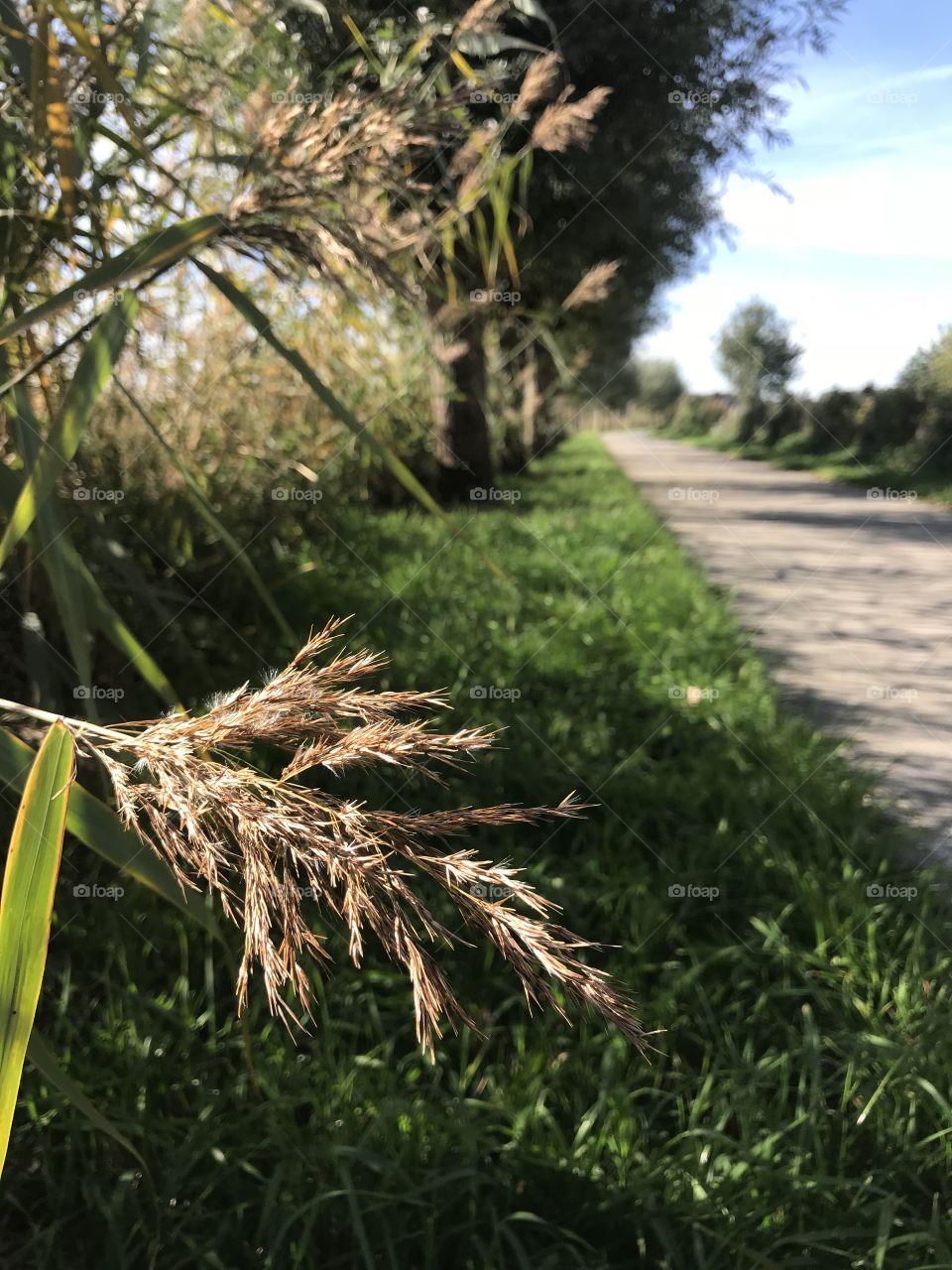 Ornamental grass