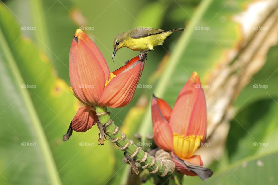 Brown-throated sunbird, Plain-throated sunbird
