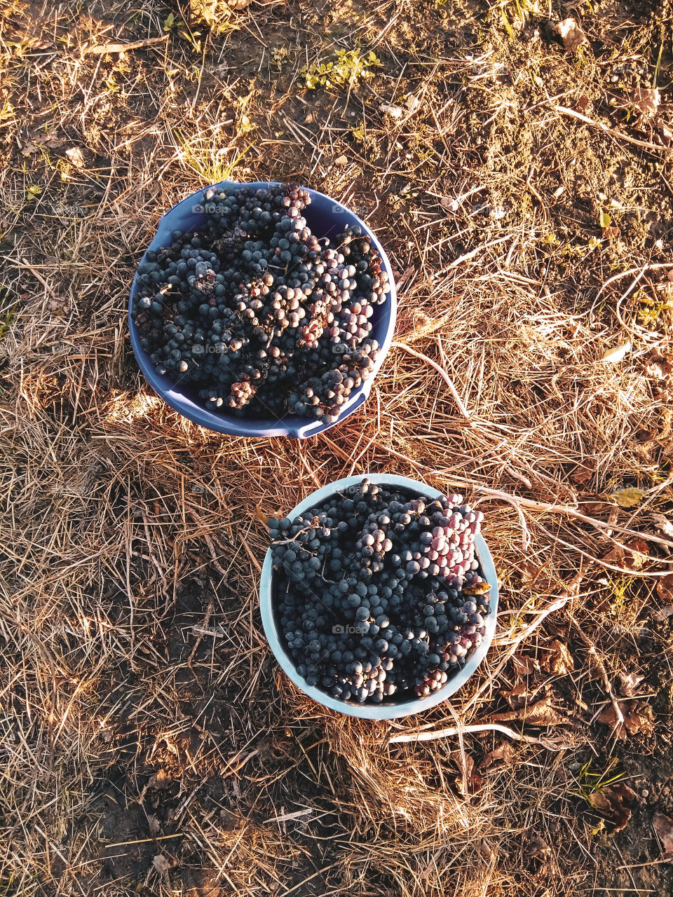 harvest: two bowls of grapes in the hay