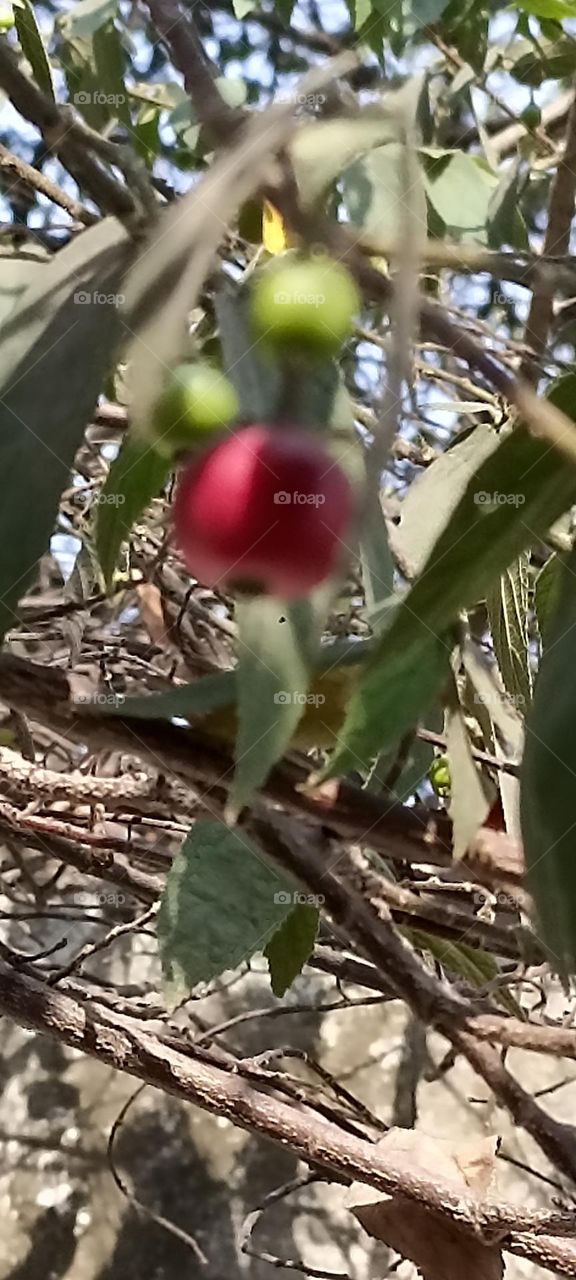 the fuji apple is mostly grown in Japan. small in size and taste is good