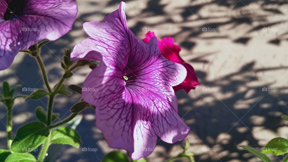 pink flowers