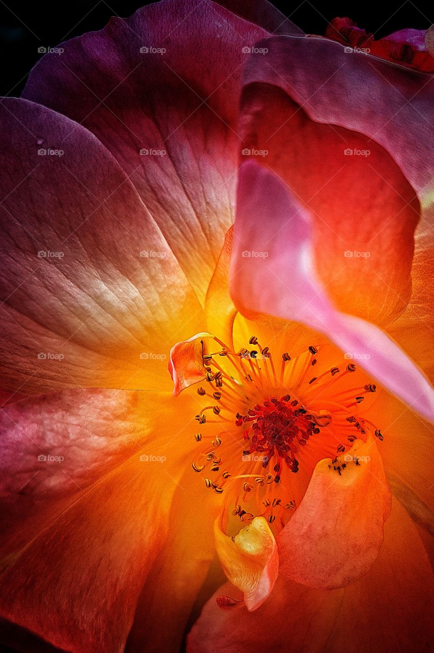 Light over flowers.