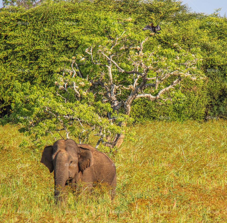 Sri Lankan elephant enjoys the grass