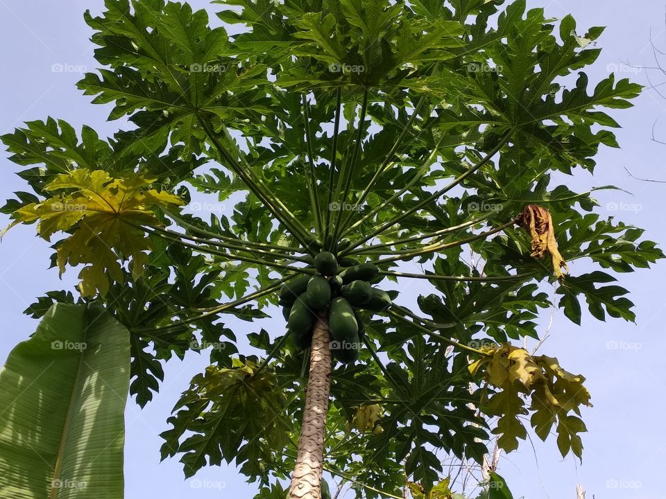Papaya Tree