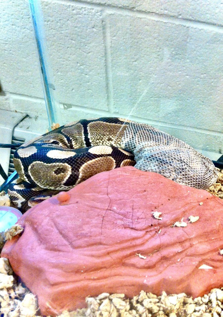 a python snake in the process of shedding its skin