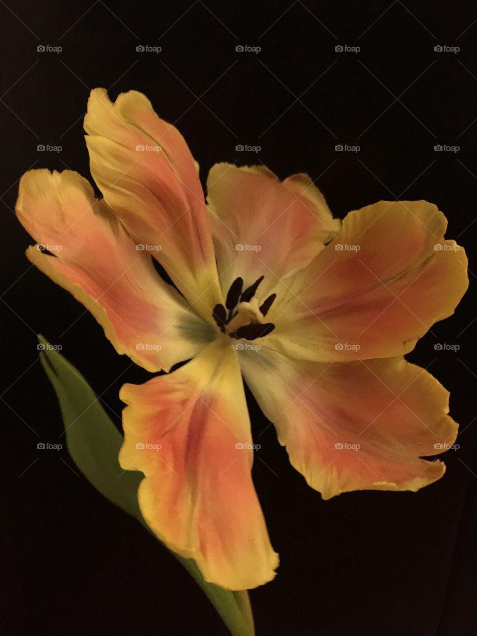 Tulip