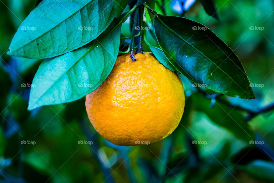 Fresh Citrus on the Tree