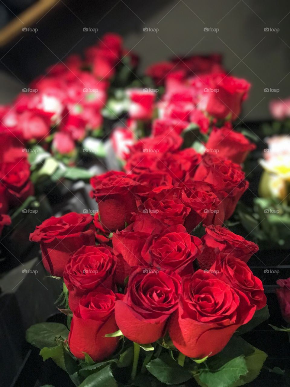 Red Rose Describes LOVE ! 