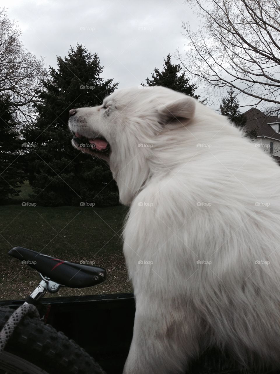 Wind blown fluffy Great Pyrenees 