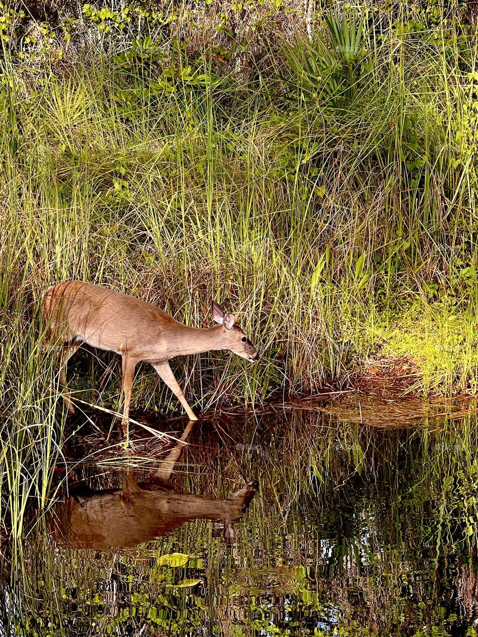 A young whitetail female deer near the edge of a pond. Late afternoon sunlight creates warm shadows and reflection as she stops for a drink before walking back into the forest.