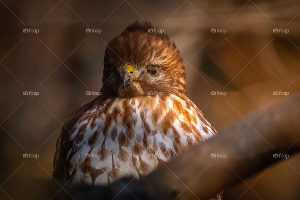 A red-shouldered hawk gazes from the wood. 