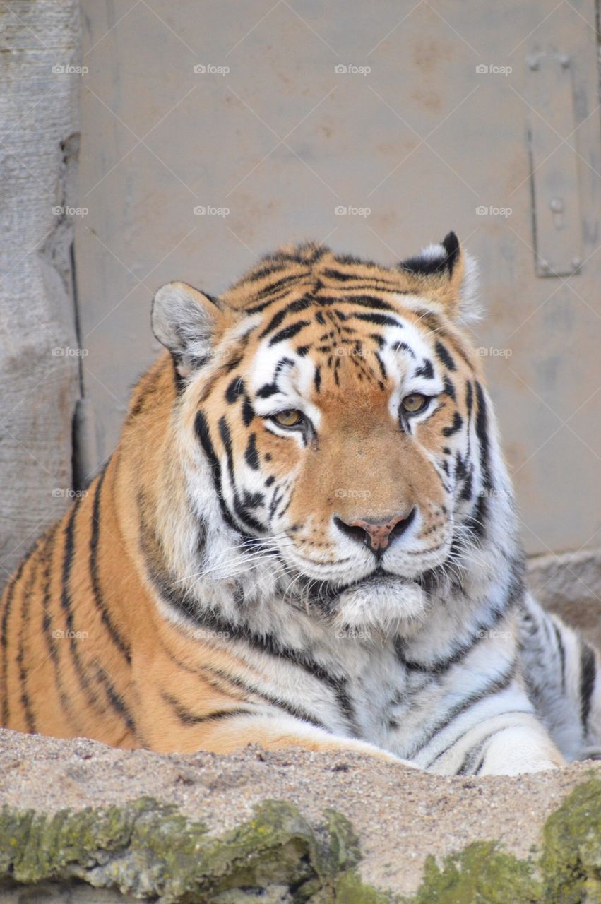 Tiger. Tiger at Zoo 
