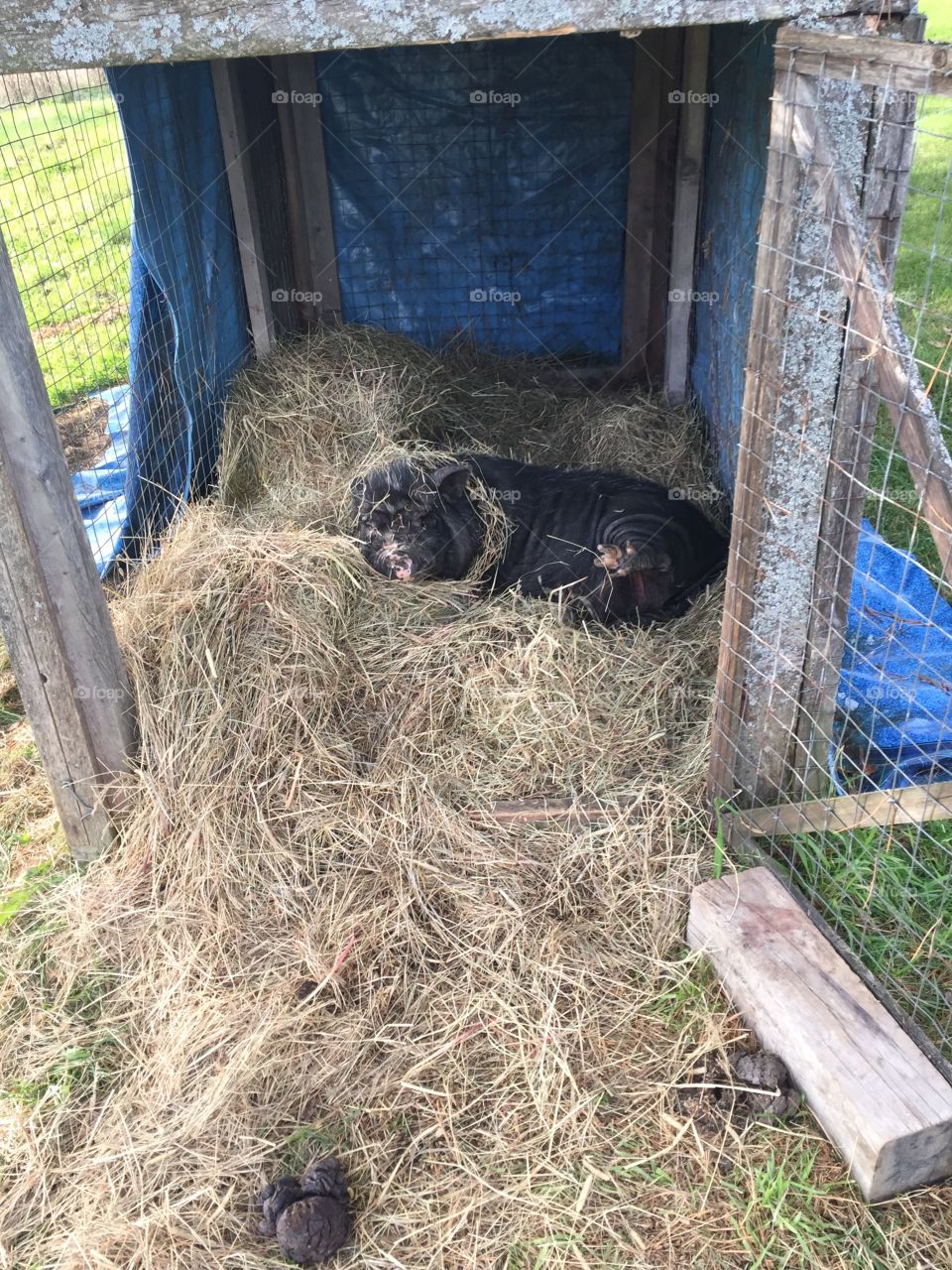 A black potbelly pig sleeps in a pen full of hay.
