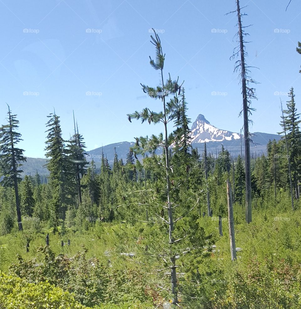 Mt. Washington in Oregon