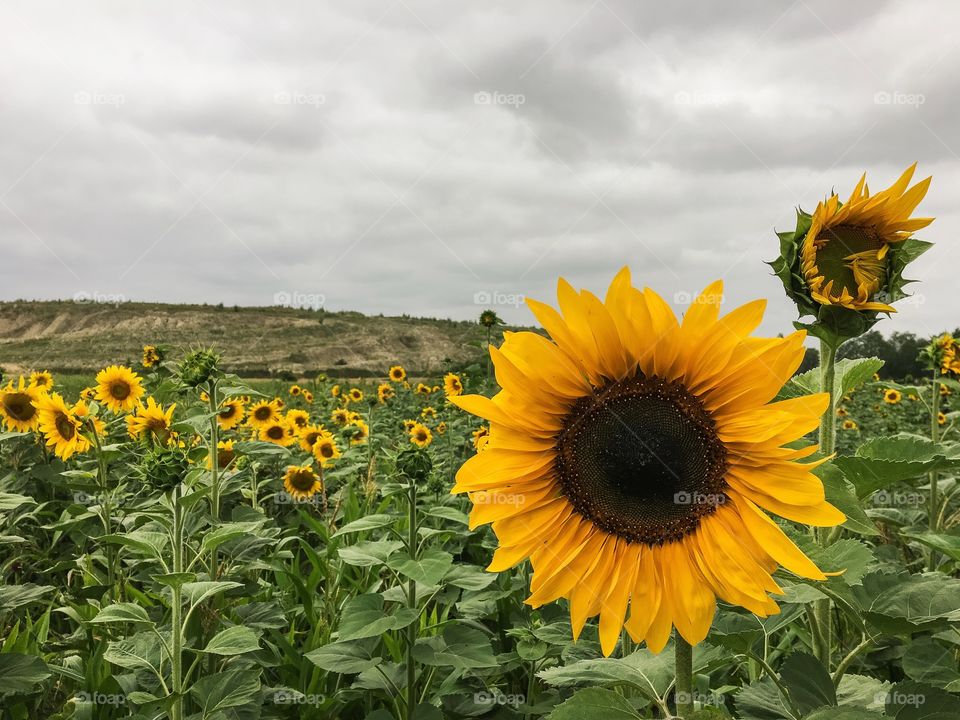 Sunflower, Summer, Flora, Nature, No Person