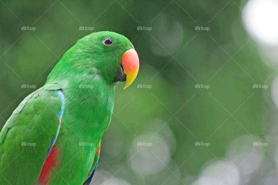 a very elegant parrot with green fur and bokeh background