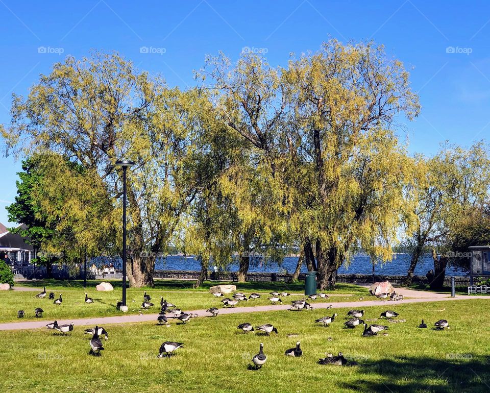 City life: the big flock of the barnacle goose birds feeding on the lawn grass in the public park 