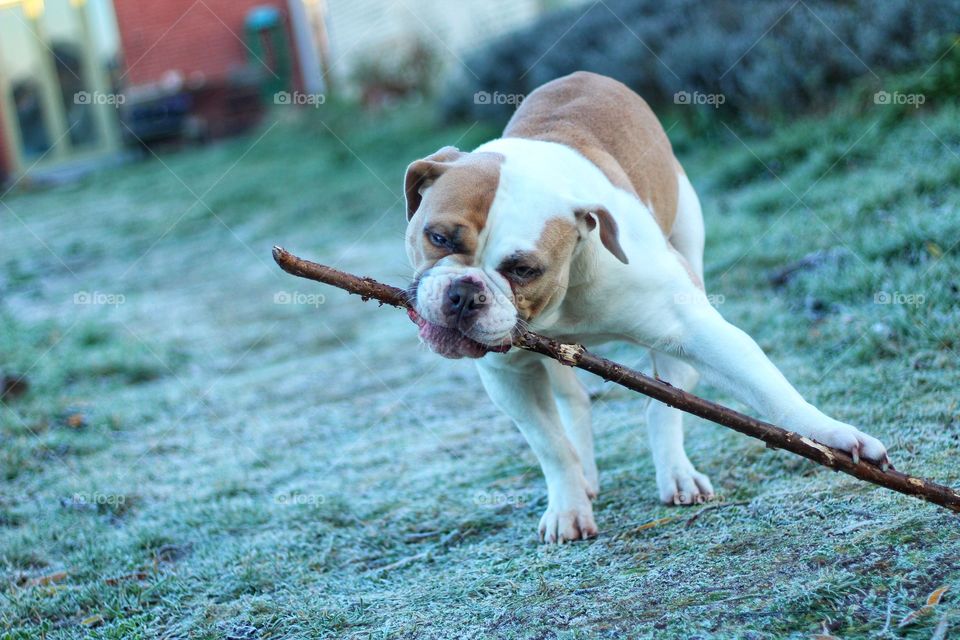 Dog bulldog playing hard biting small woods in garden house free time funny and cute 