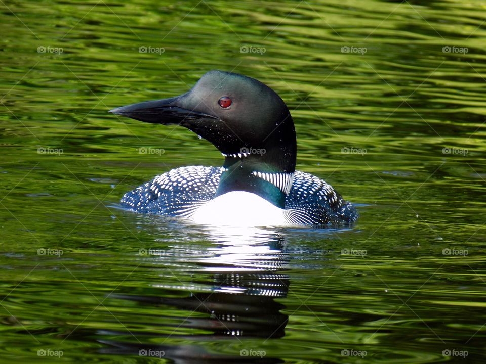 Loon in nature