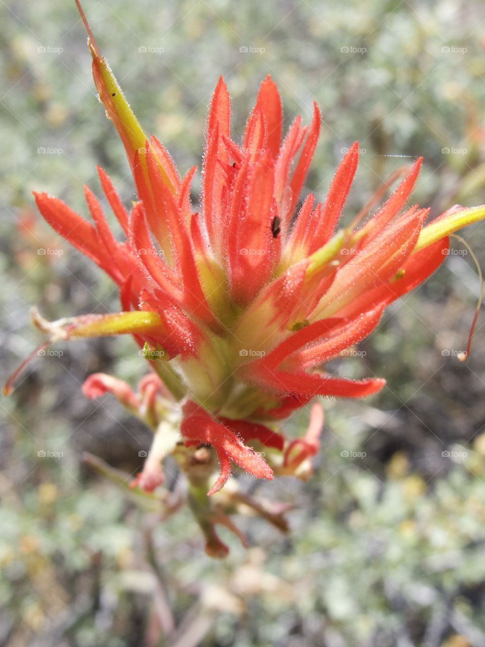 A detailed closeup of the bright red petals of wild Indian Paintbrush high in the mountains of Central Oregon on a sunny summer morning. 