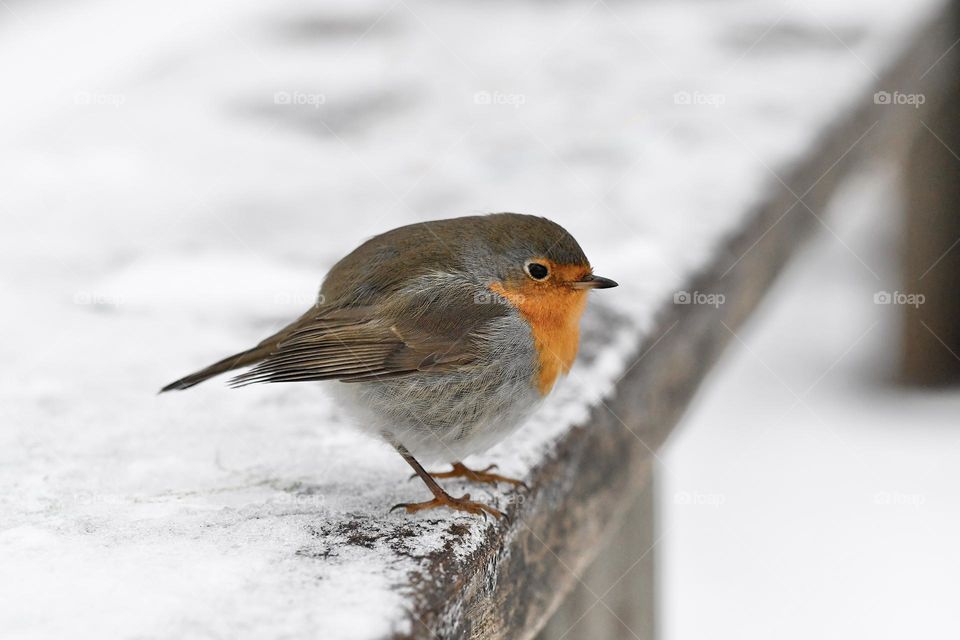 Bird in winter