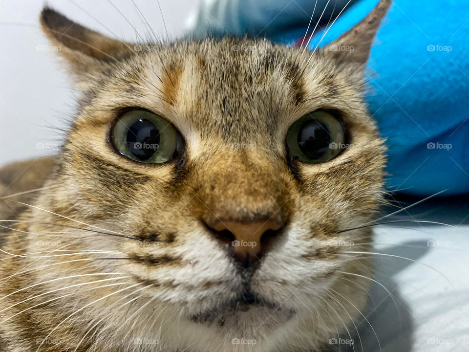Extremely close up of cat face 