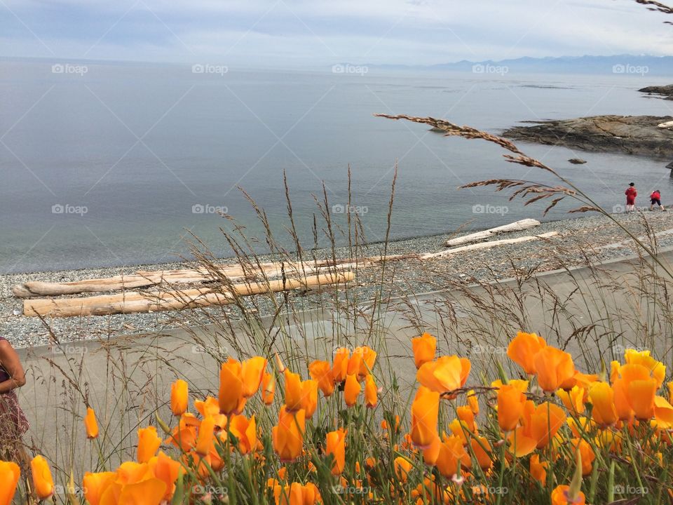 Flowers. Walk by the ocean in Victoria