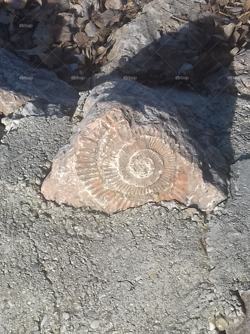 fossil on garda lake