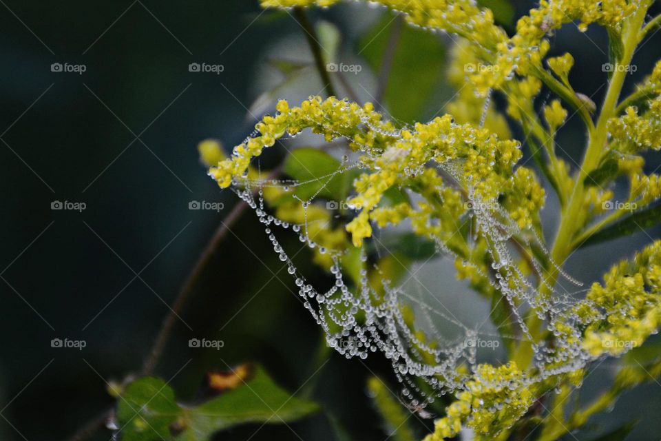Liquids are cool - The dew covered webbing on Gold Button flower looks especially pretty, more like sequined tulle, on these recent cool, foggy mornings.