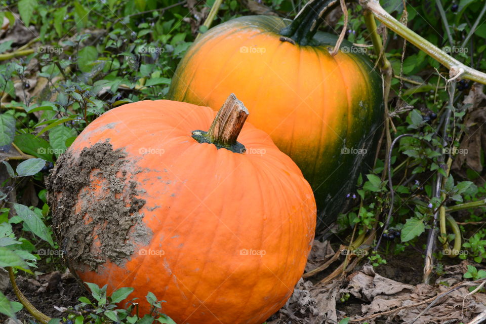 Pumpkin patch 