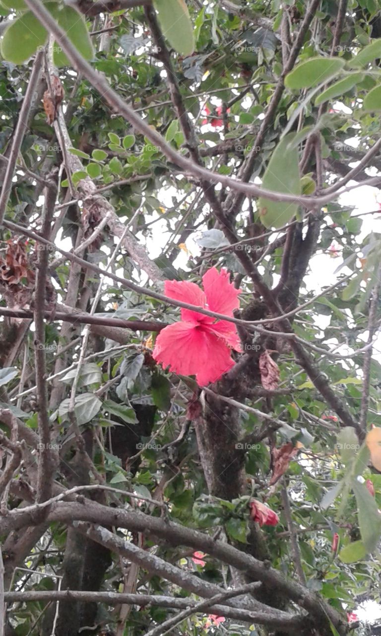 Tree, Branch, Nature, Leaf, Flora