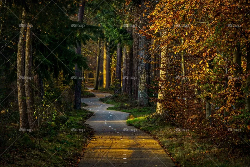 Fall