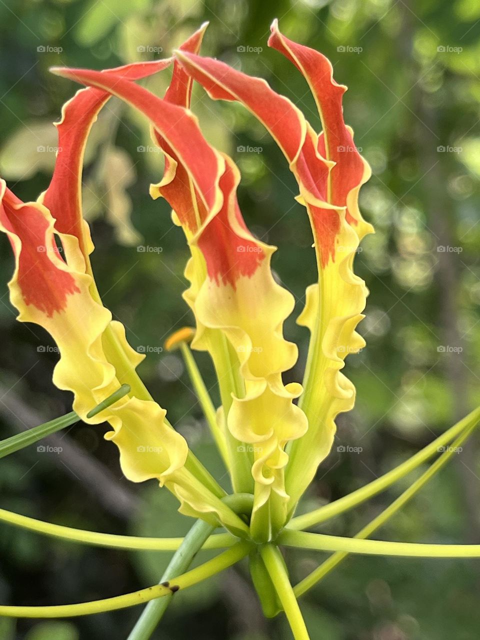 📸Capture the Power of Complementary Colors.