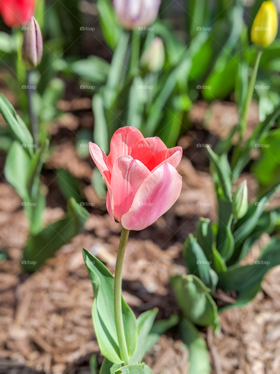 Vibrant Bright and Colorful Single Pink Tulip