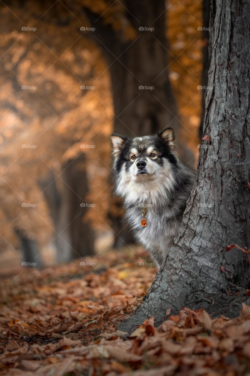 Portrait of a young Finnish Lapphund dog in autumn or fall season 