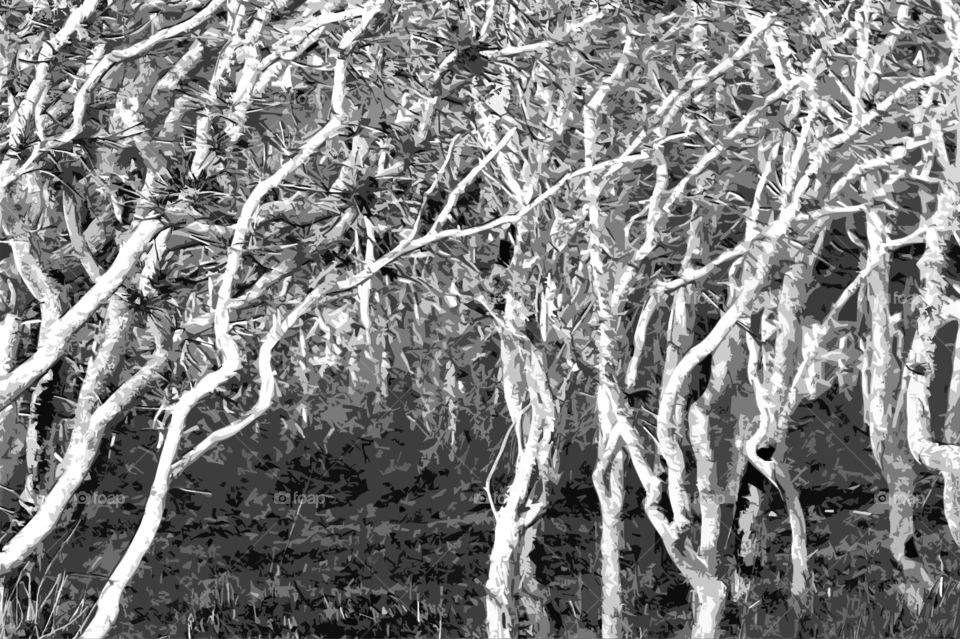 I took pictures of some windswept leafless Garry Oak trees near an open & very windy beach. The trees are all twisted & gnarly & have beautiful & interesting texture & form. This photo is black & white & I applied desktop tools for additional effects