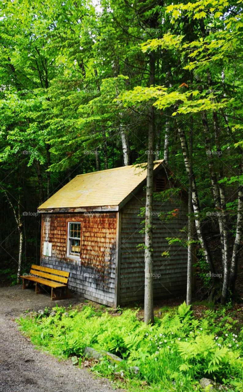 a cabin in the woods