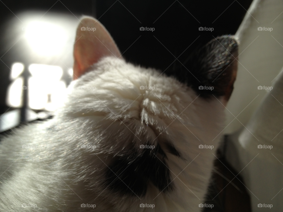 Cat, Kitten, Pet, One, Portrait