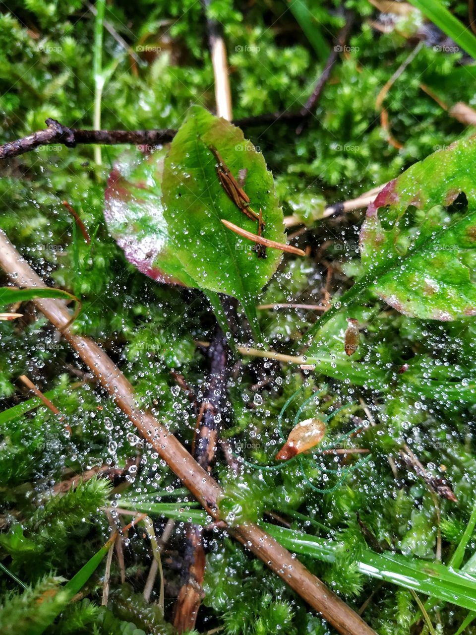 Dew on the spider web