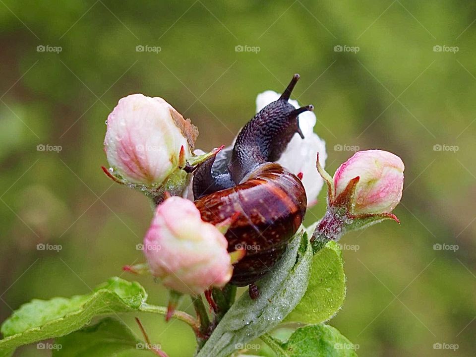 Snail on apple-tree flower during the rain