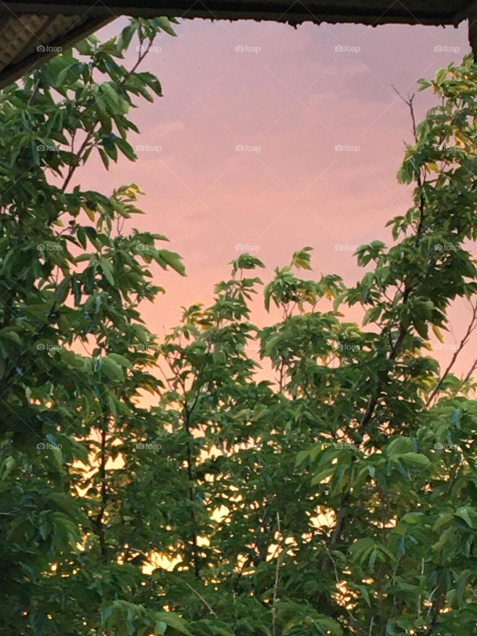 Beautiful colorful clouds in the sky as the sun sets behind these green leafed trees