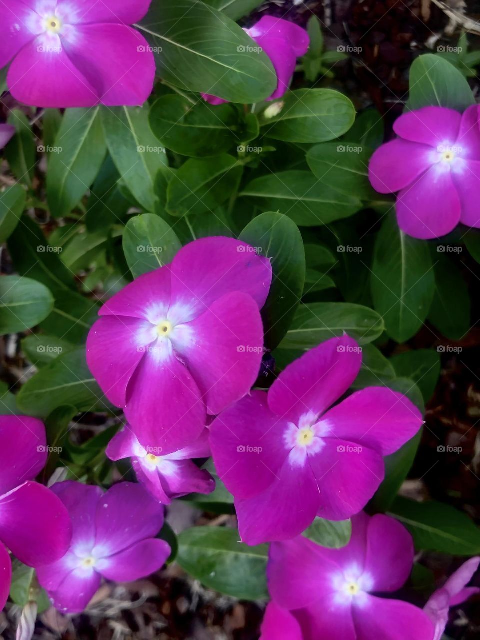 A patch of purple and white flowers growing down at the bay house in Texas. 