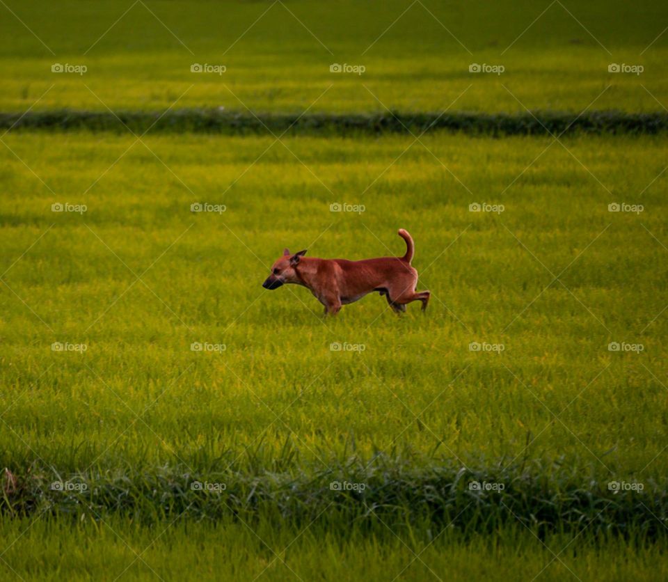 Dog on the run