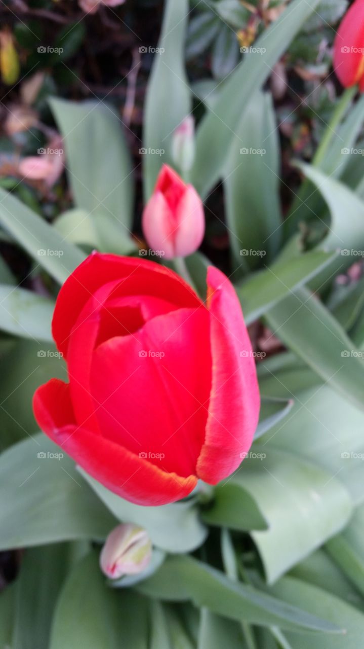Tulip, Flower, No Person, Flora, Leaf