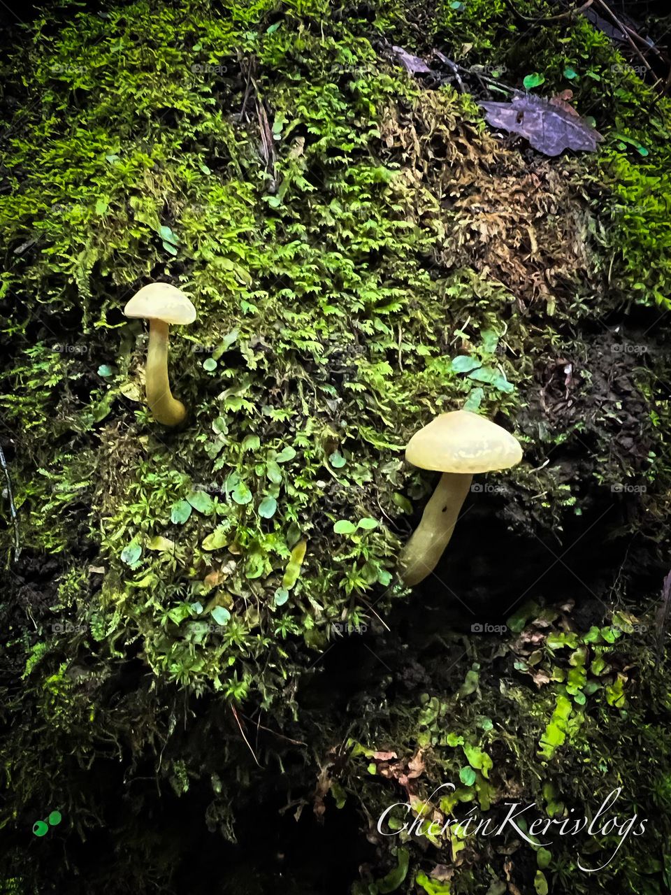 Fungus 